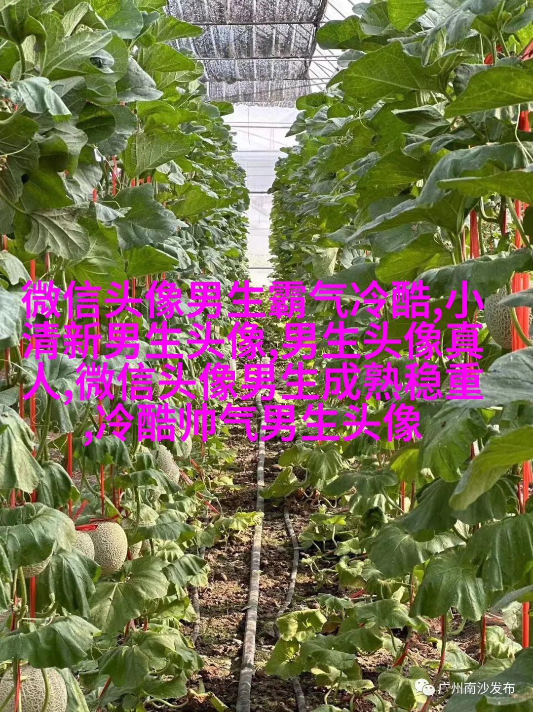 男生头像动漫古风图片(精选18张)